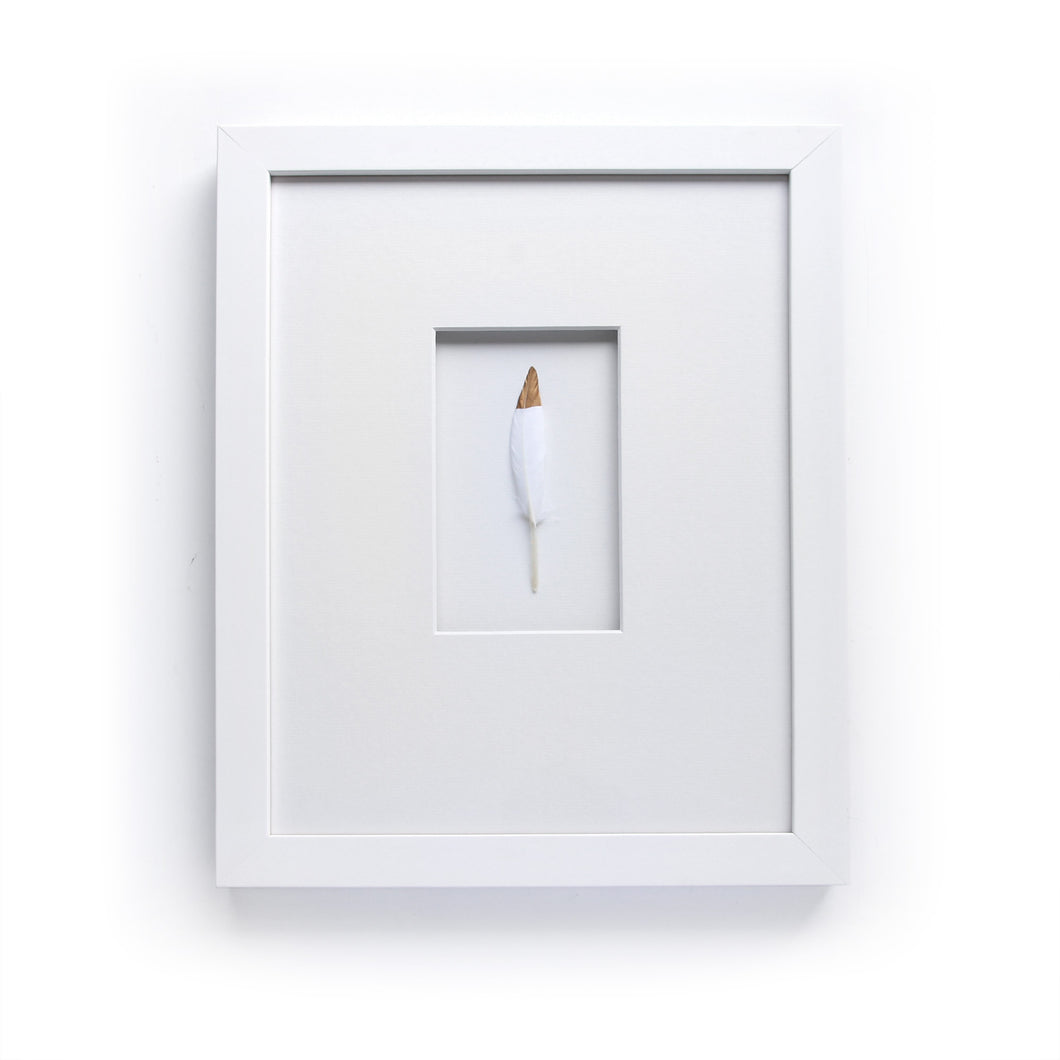 Gold Tipped White Feather in Matte White Frame